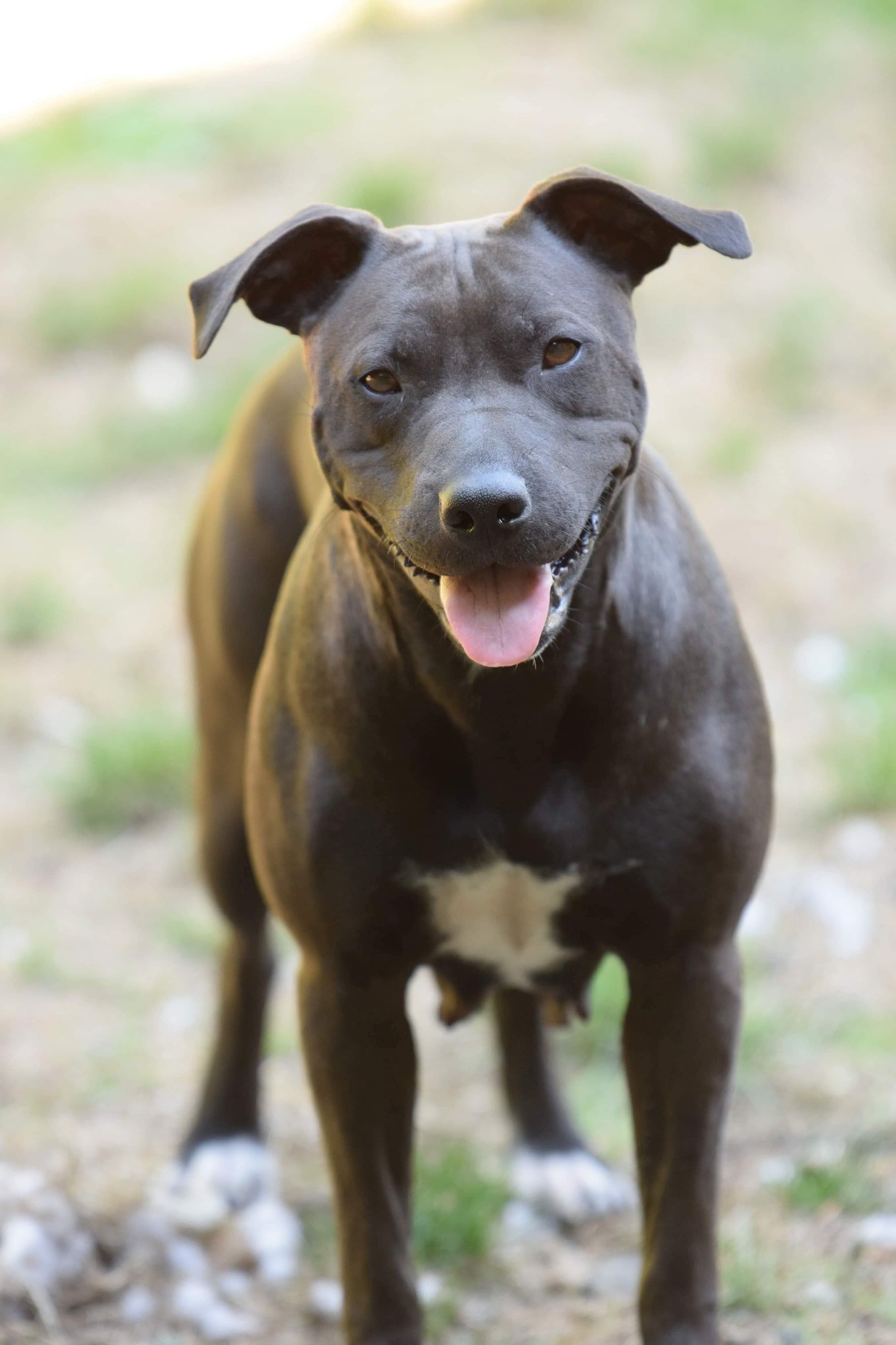 Olive, an adoptable Pit Bull Terrier in Ferndale, WA, 98248 | Photo Image 1