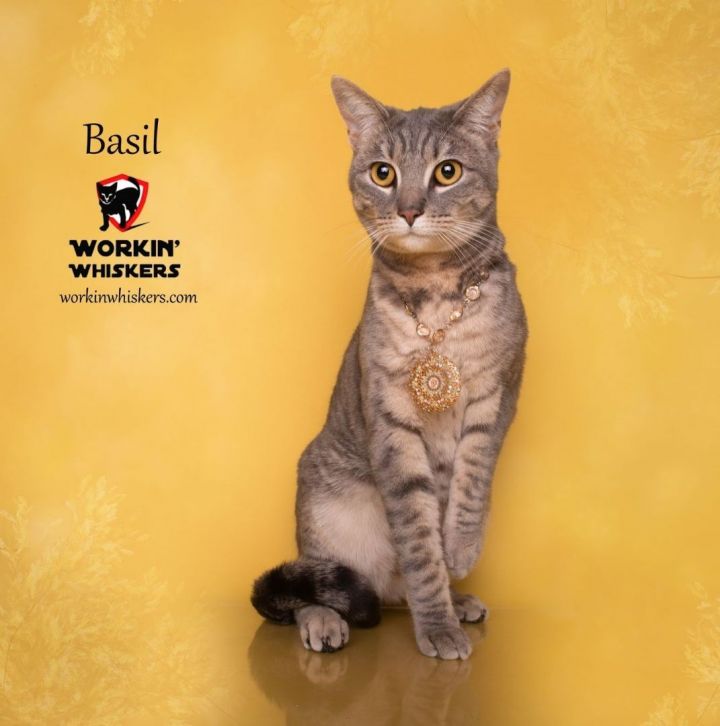 BASIL, an adoptable Abyssinian & Domestic Short Hair Mix in HEMET, CA_image-1