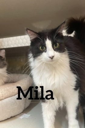 Mila, an adoptable Domestic Long Hair in Midland, TX, 79705 | Photo Image 1