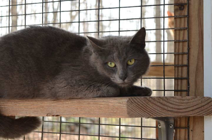 Brody, an adoptable Domestic Short Hair in Westbrook, CT_image-3
