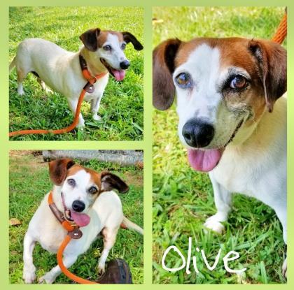 Dog For Adoption Olive A Beagle Dachshund Mix In Sautee Nacoochee Ga Petfinder