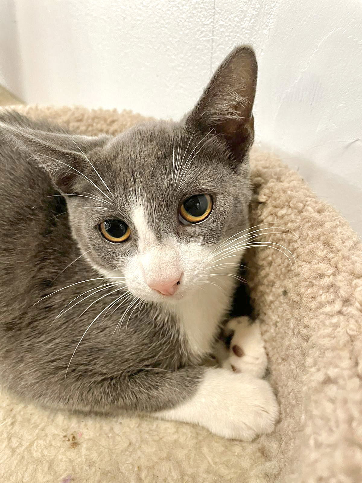 Aaron, an adoptable Domestic Short Hair in Margate, FL, 33068 | Photo Image 1