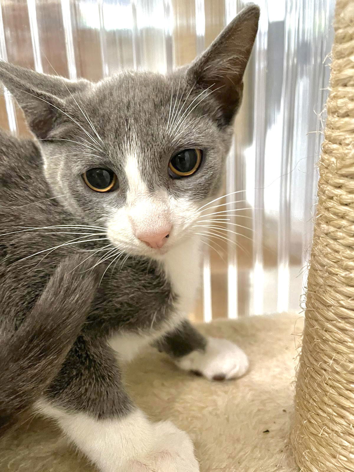 Aaron, an adoptable Domestic Short Hair in Margate, FL, 33068 | Photo Image 6