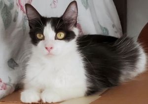 Cat For Adoption Bessy A Domestic Long Hair Mix In Lincoln Ca Petfinder