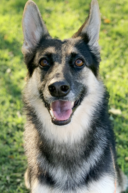Lola, an adoptable German Shepherd Dog Mix in Oklahoma City, OK_image-2