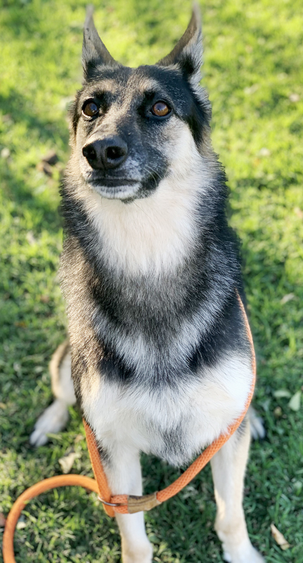 Lola, an adoptable German Shepherd Dog Mix in Oklahoma City, OK_image-3