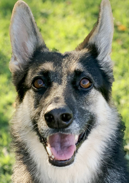 Lola, an adoptable German Shepherd Dog Mix in Oklahoma City, OK_image-1