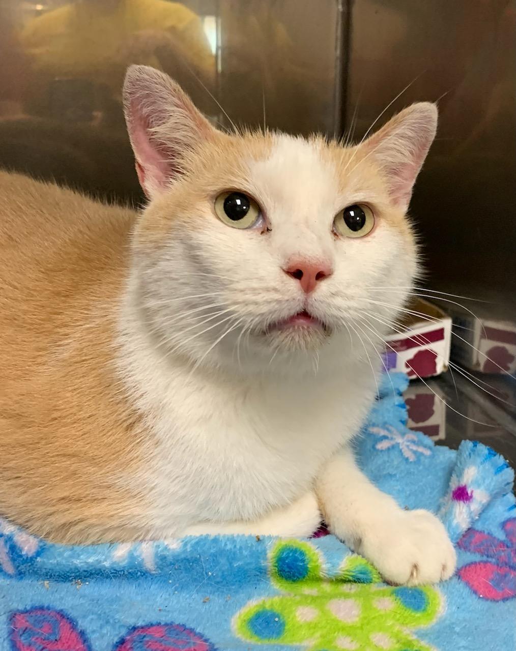 Lucky, an adoptable Domestic Short Hair in Frankfort, KY, 40601 | Photo Image 1