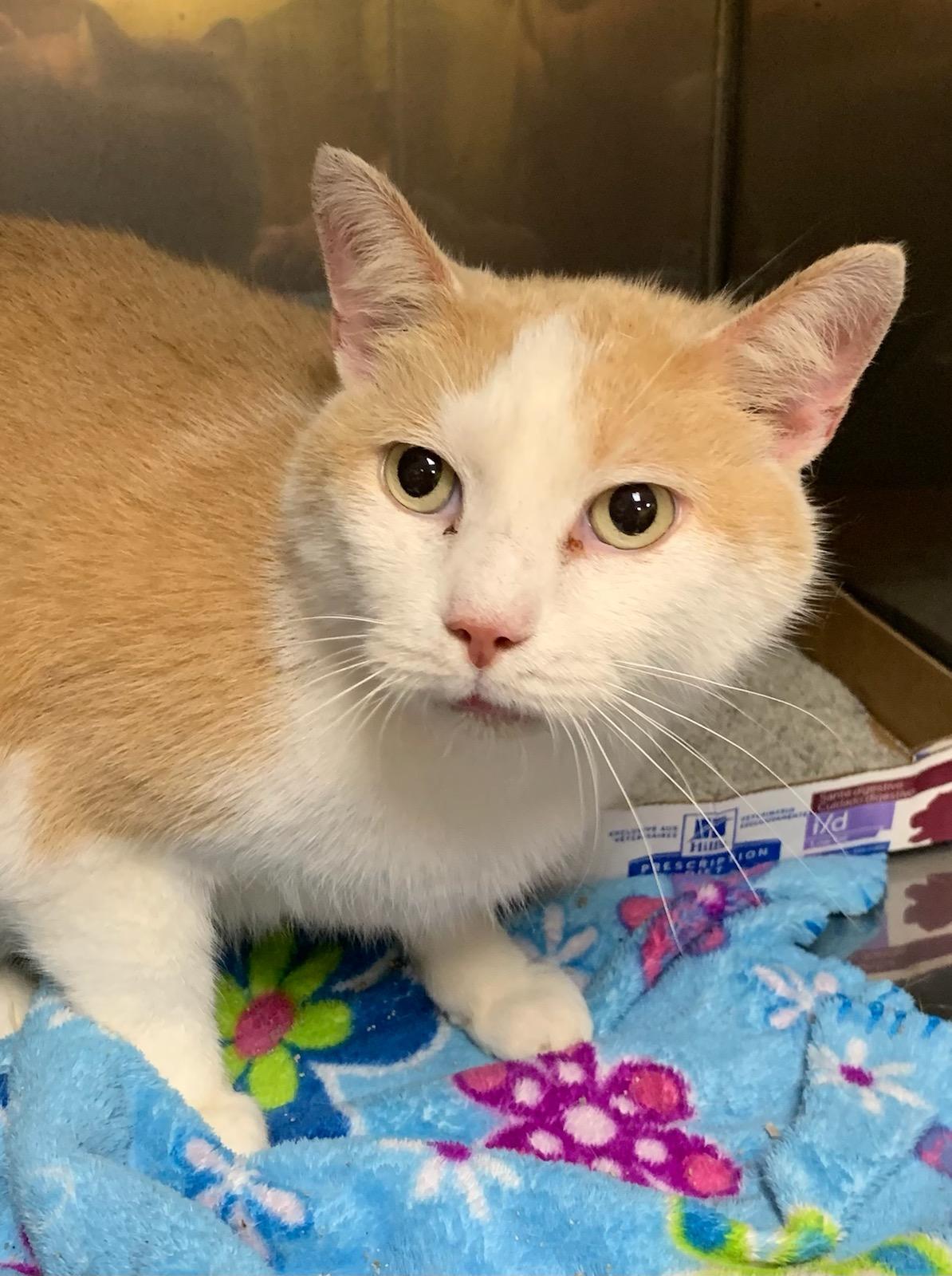 Lucky, an adoptable Domestic Short Hair in Frankfort, KY, 40601 | Photo Image 3