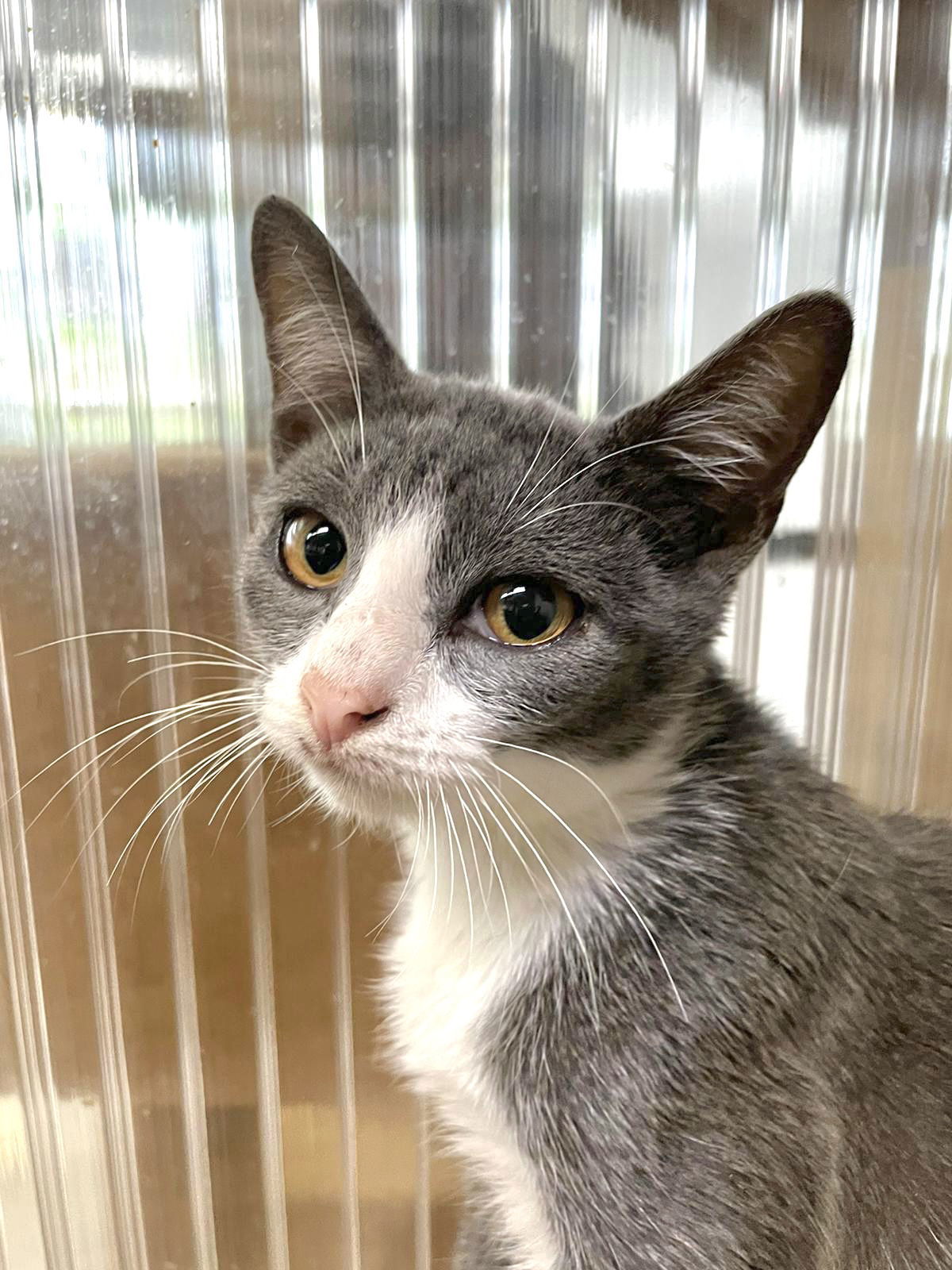 Alicia, an adoptable Domestic Short Hair in Margate, FL, 33068 | Photo Image 4