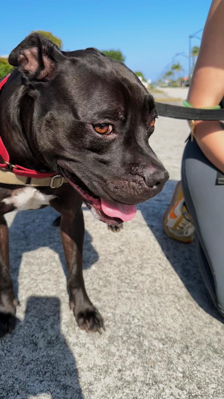 Elliot, an adoptable Pit Bull Terrier in Pompano Beach, FL, 33062 | Photo Image 1