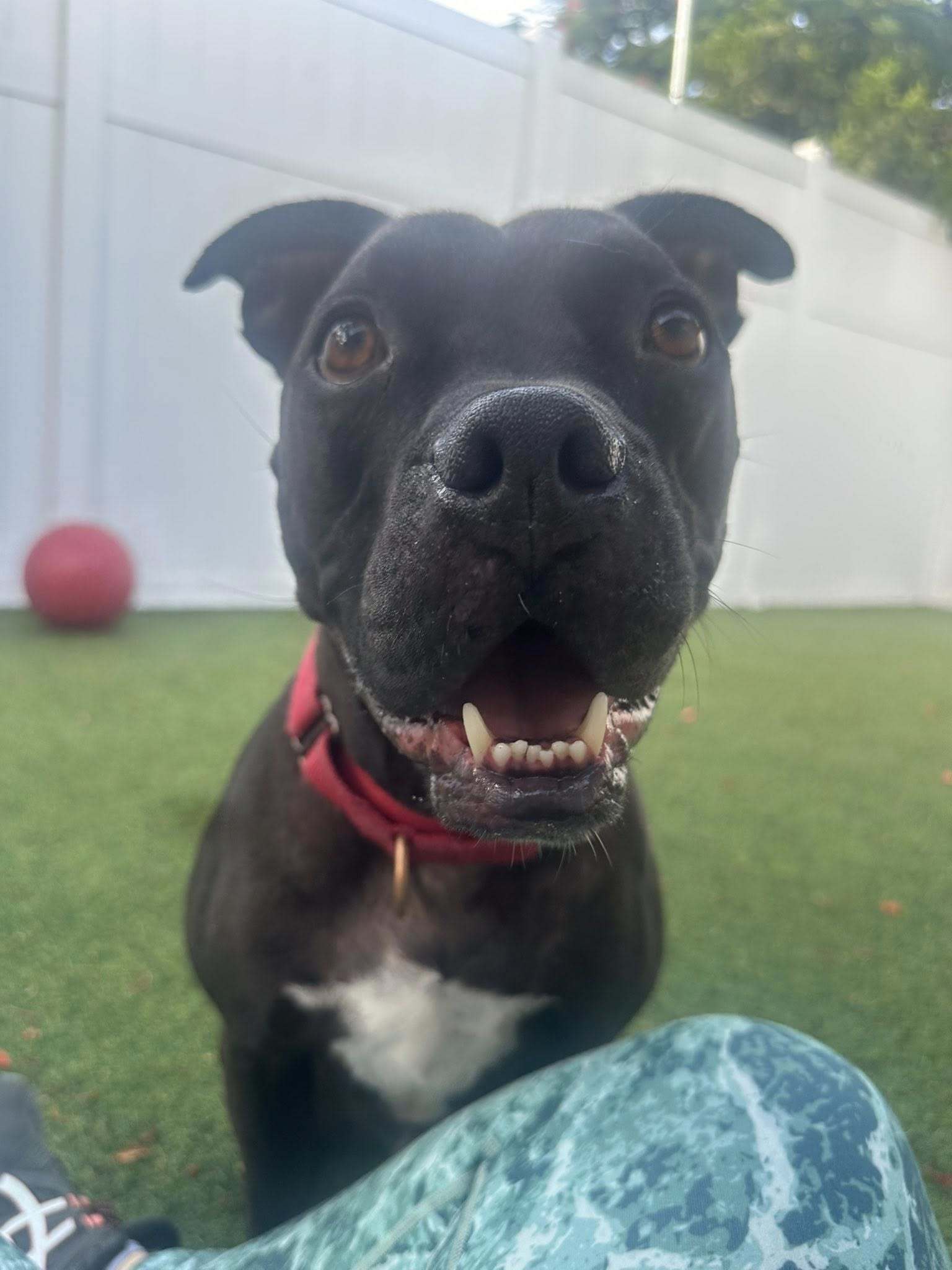 Elliot, an adoptable Pit Bull Terrier in Pompano Beach, FL, 33062 | Photo Image 1