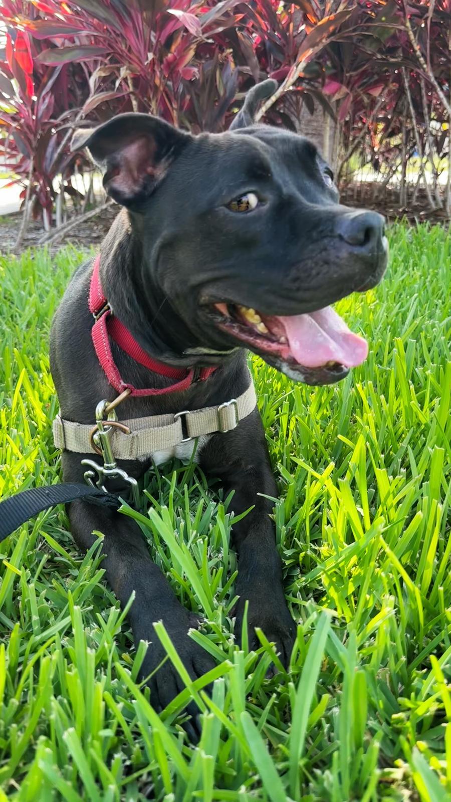 Elliot, an adoptable Pit Bull Terrier in Pompano Beach, FL, 33062 | Photo Image 1