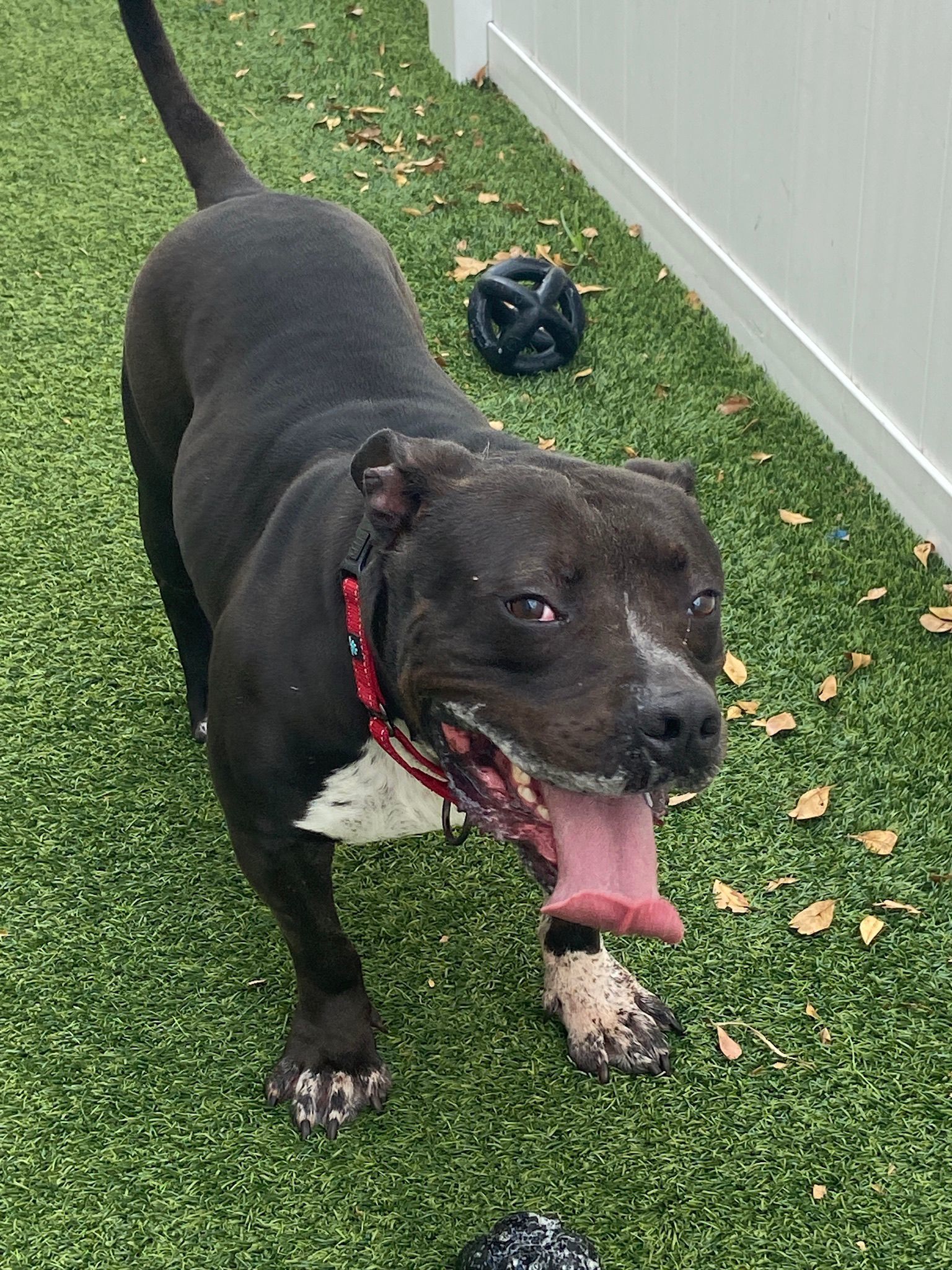 Elliot, an adoptable Pit Bull Terrier in Pompano Beach, FL, 33062 | Photo Image 2