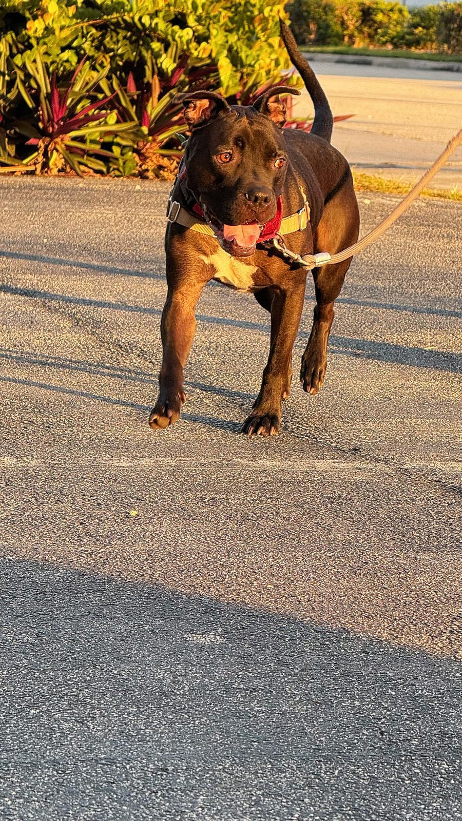 Elliot, an adoptable Pit Bull Terrier in Pompano Beach, FL, 33062 | Photo Image 2
