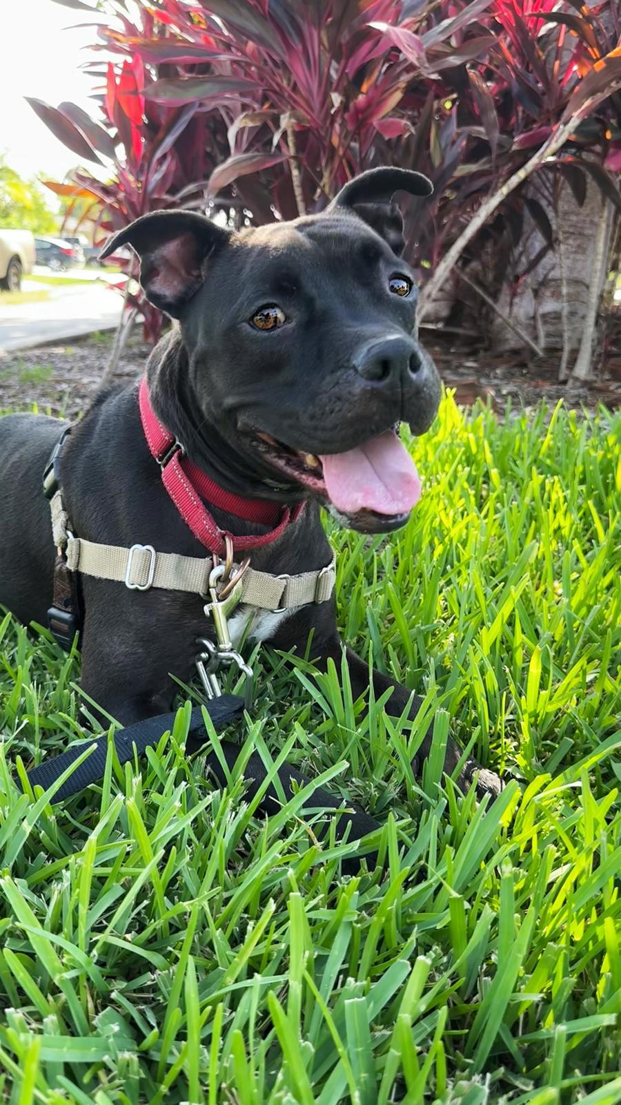 Elliot, an adoptable Pit Bull Terrier in Pompano Beach, FL, 33062 | Photo Image 2