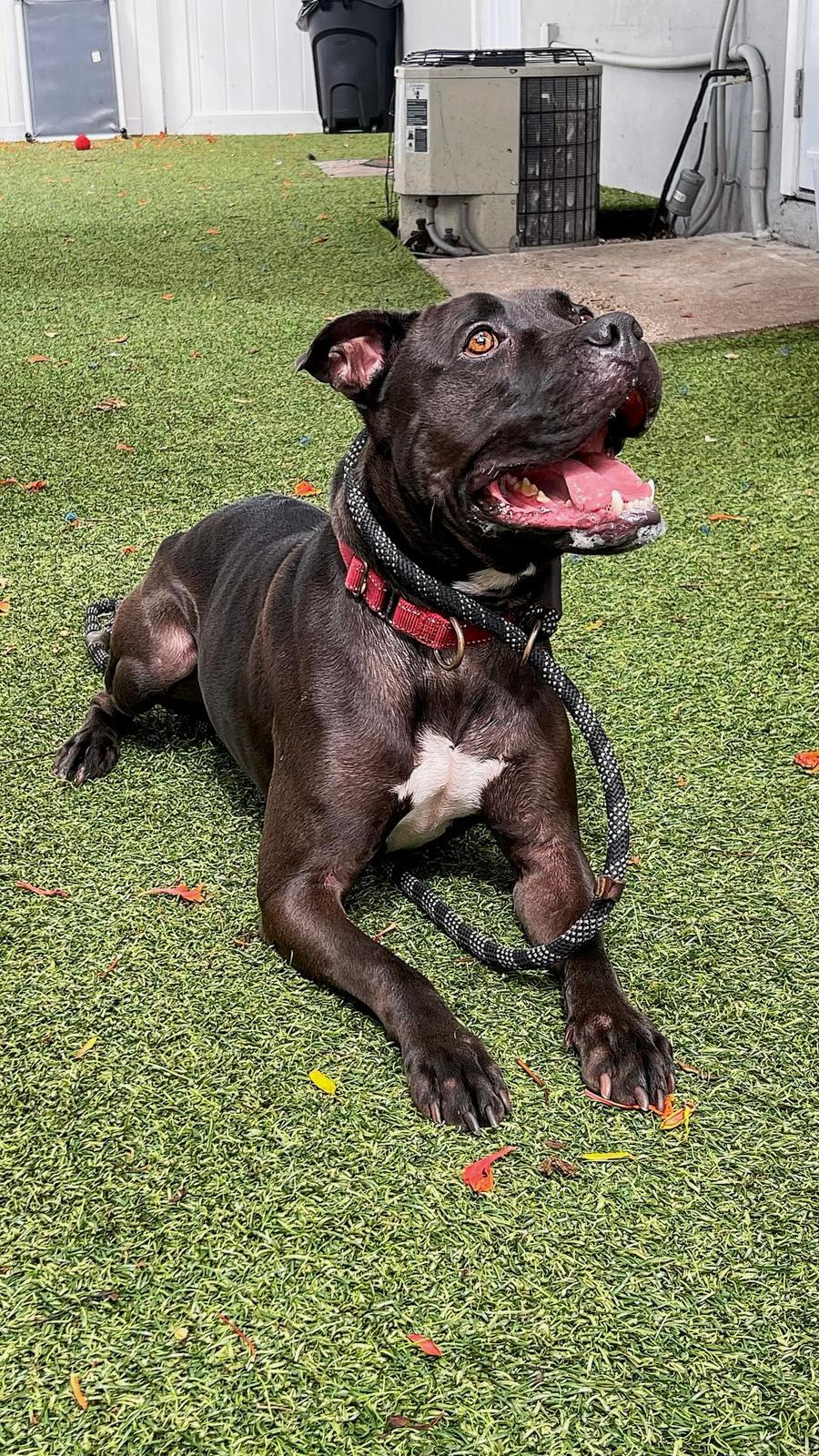 Elliot, an adoptable Pit Bull Terrier in Pompano Beach, FL, 33062 | Photo Image 3