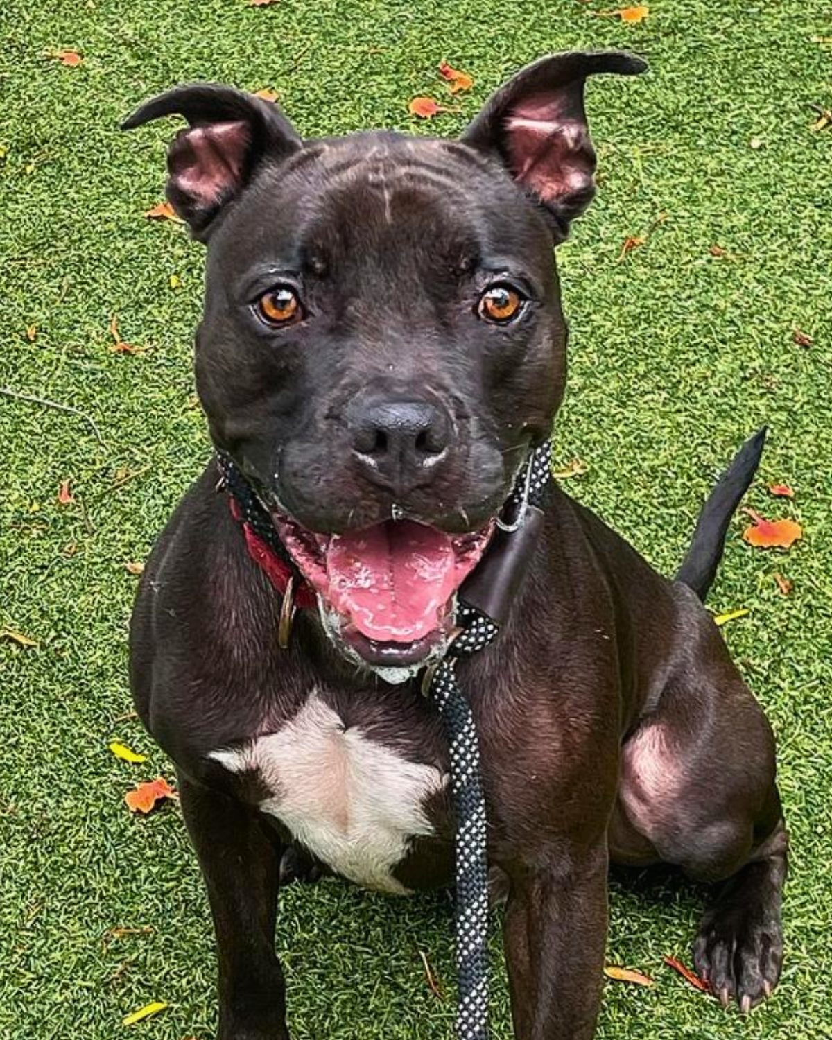 Elliot, an adoptable Pit Bull Terrier in Pompano Beach, FL, 33062 | Photo Image 3