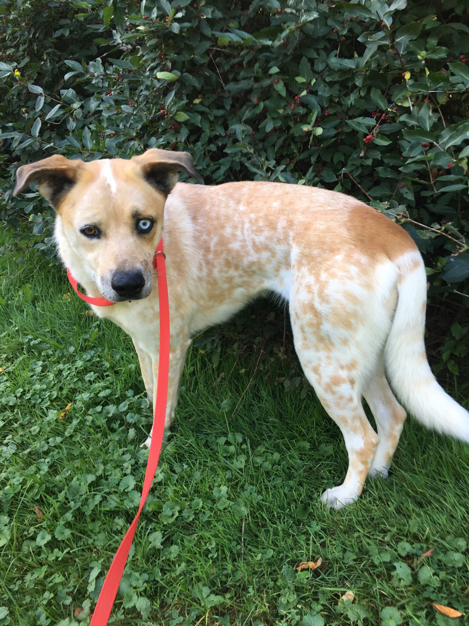 Honey Rose, an adoptable Australian Cattle Dog / Blue Heeler in Belfast, NY, 14739 | Photo Image 1