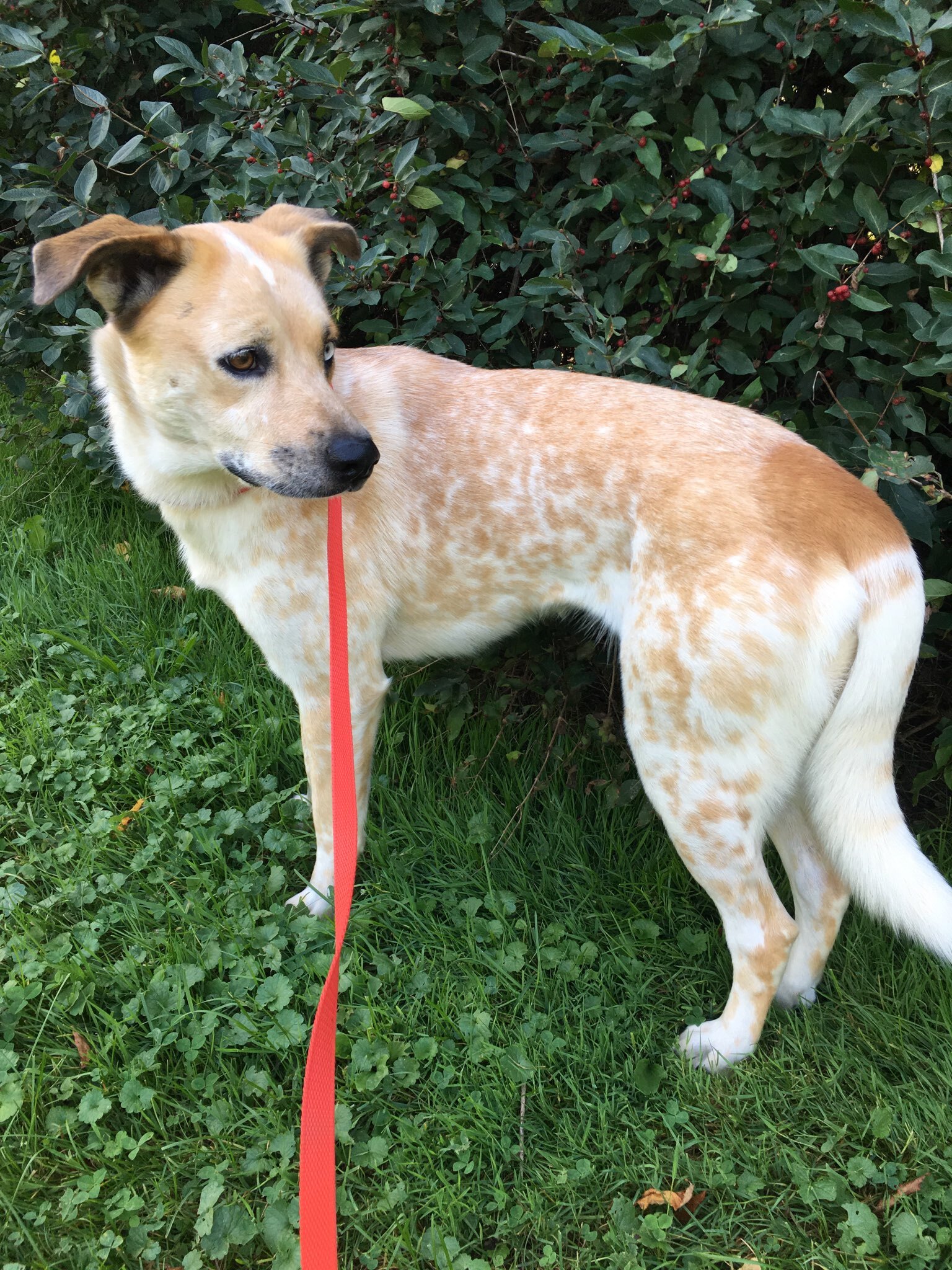 Honey Rose, an adoptable Australian Cattle Dog / Blue Heeler in Belfast, NY, 14739 | Photo Image 2