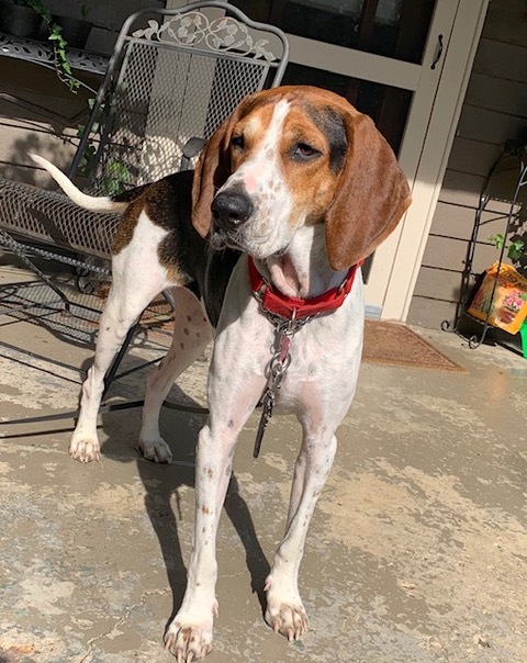 Dog For Adoption Ruby A Treeing Walker Coonhound In Columbus Oh Petfinder