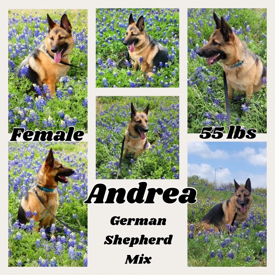 Andrea, an adoptable German Shepherd Dog in Strafford, NH, 03884 | Photo Image 3