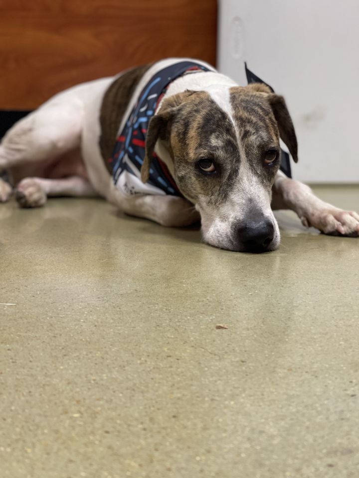 Dog For Adoption Birdie An English Springer Spaniel English Setter Mix In Puyallup Wa Petfinder