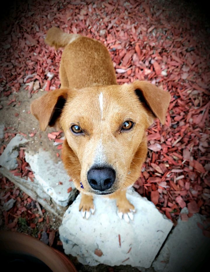 Stuart , an adopted Labrador Retriever Mix in San Diego, CA_image-2