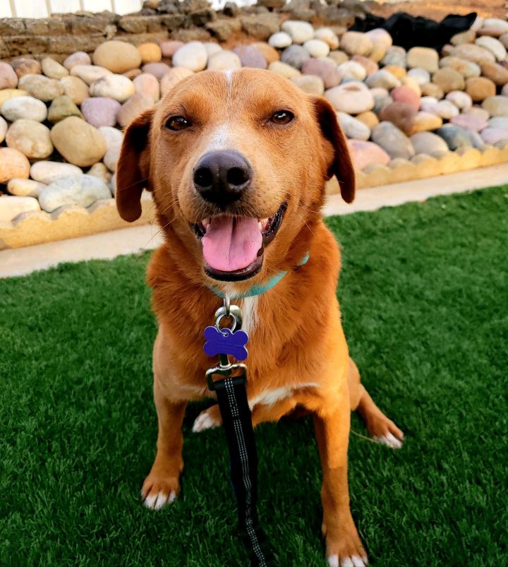 Stuart , an adopted Labrador Retriever Mix in San Diego, CA_image-3