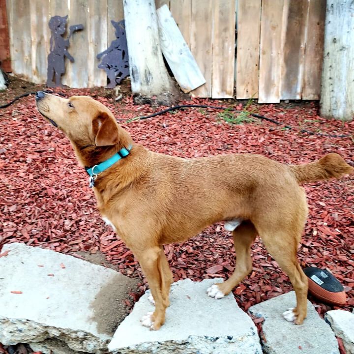 Stuart , an adopted Labrador Retriever Mix in San Diego, CA_image-6