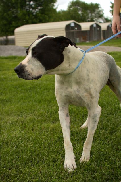 Carousel, an adoptable Pit Bull Terrier in Washburn, MO, 65772 | Photo Image 6