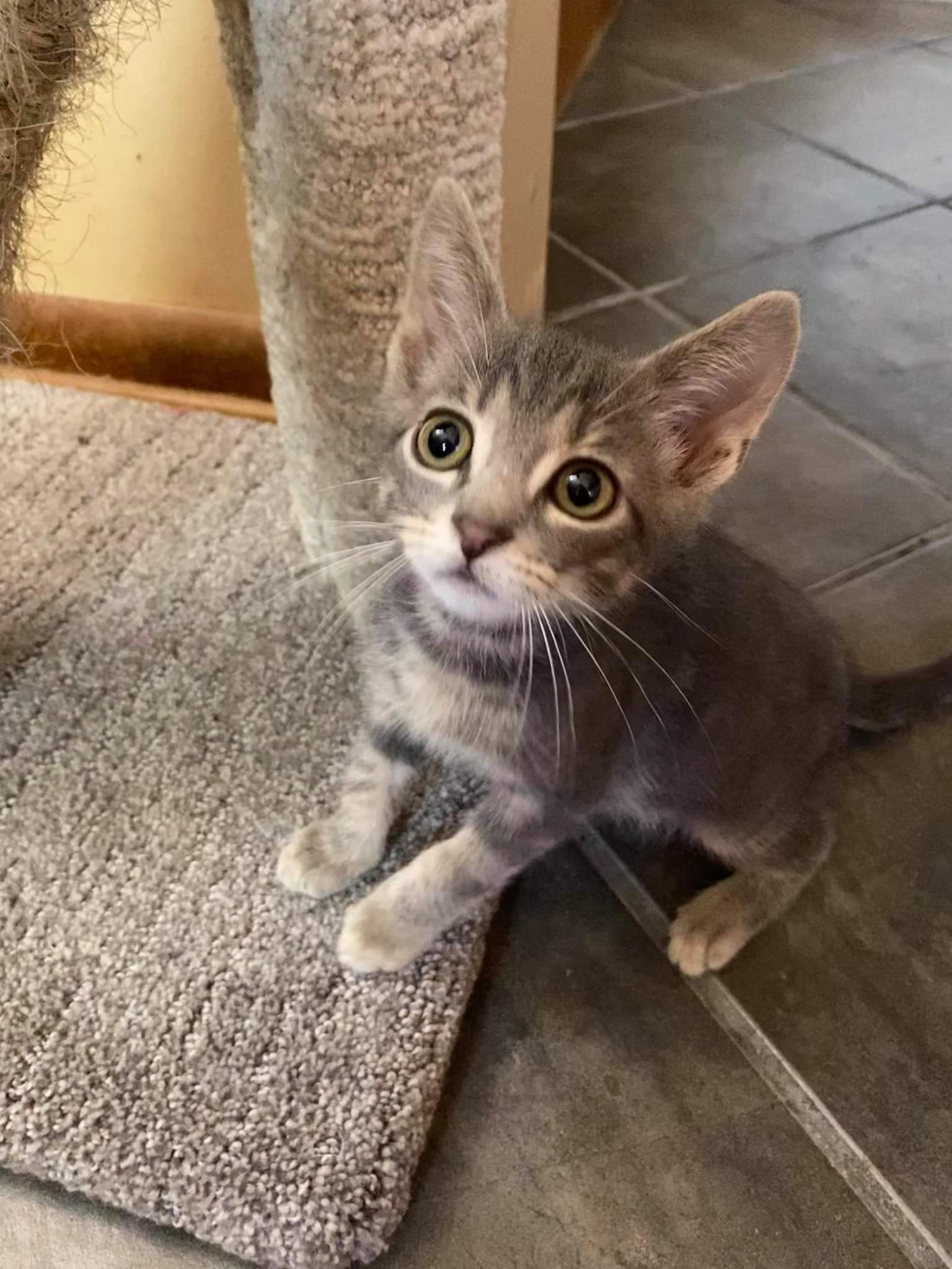 Cat for adoption - Sarah, a Domestic Short Hair in CLINTON TOWNSHIP, MI