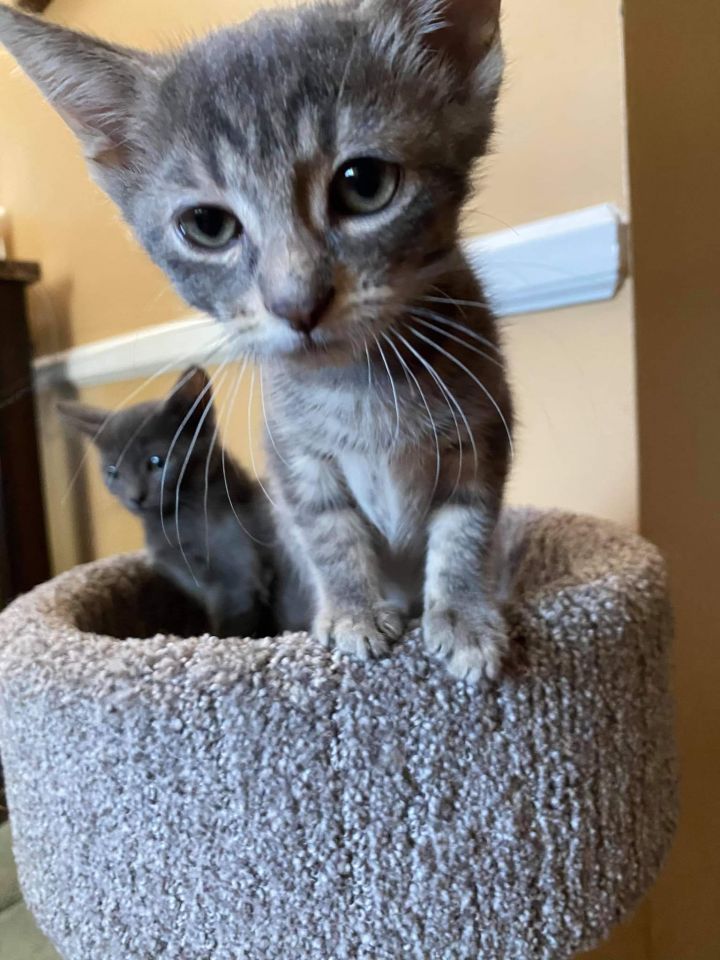 Cat for adoption - Sarah, a Domestic Short Hair in CLINTON TOWNSHIP, MI