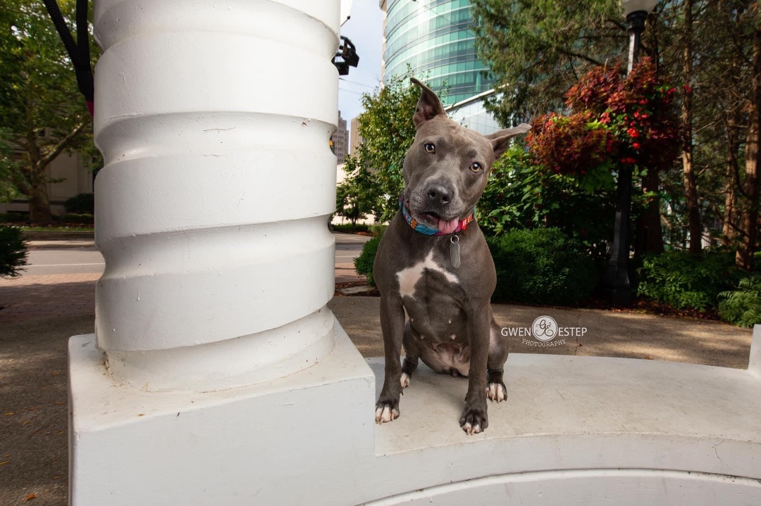 Misty Blue, an adoptable Pit Bull Terrier, American Staffordshire Terrier in Dayton, OH, 45429 | Photo Image 2
