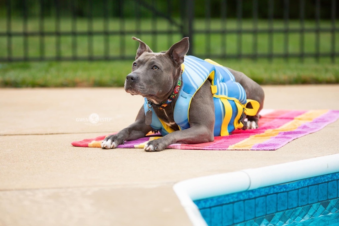 Misty Blue, an adoptable Pit Bull Terrier, American Staffordshire Terrier in Dayton, OH, 45429 | Photo Image 1