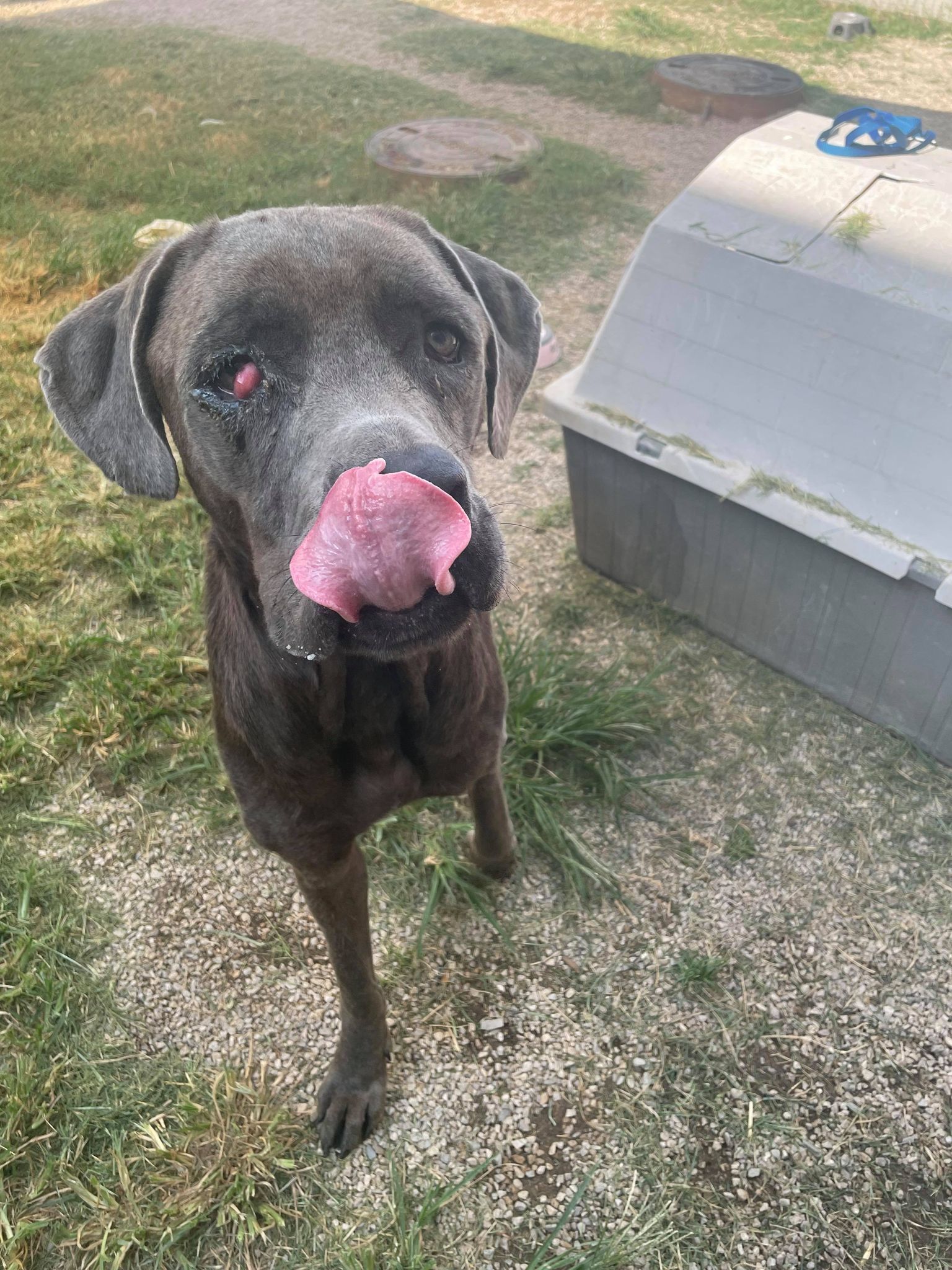 Kane, an adoptable Great Dane, Cane Corso in Fort Worth, TX, 76119 | Photo Image 2