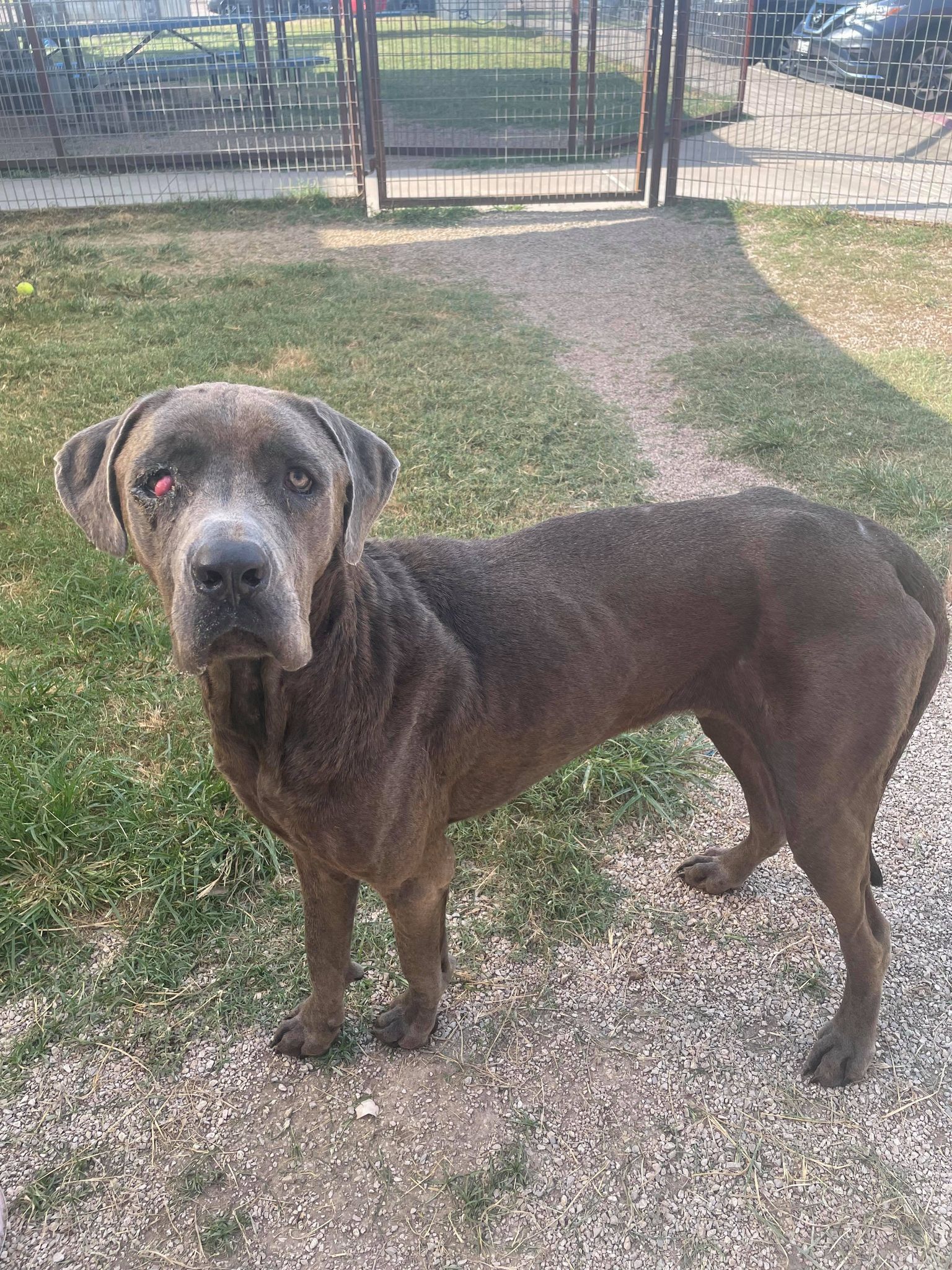 Kane, an adoptable Great Dane, Cane Corso in Fort Worth, TX, 76119 | Photo Image 3
