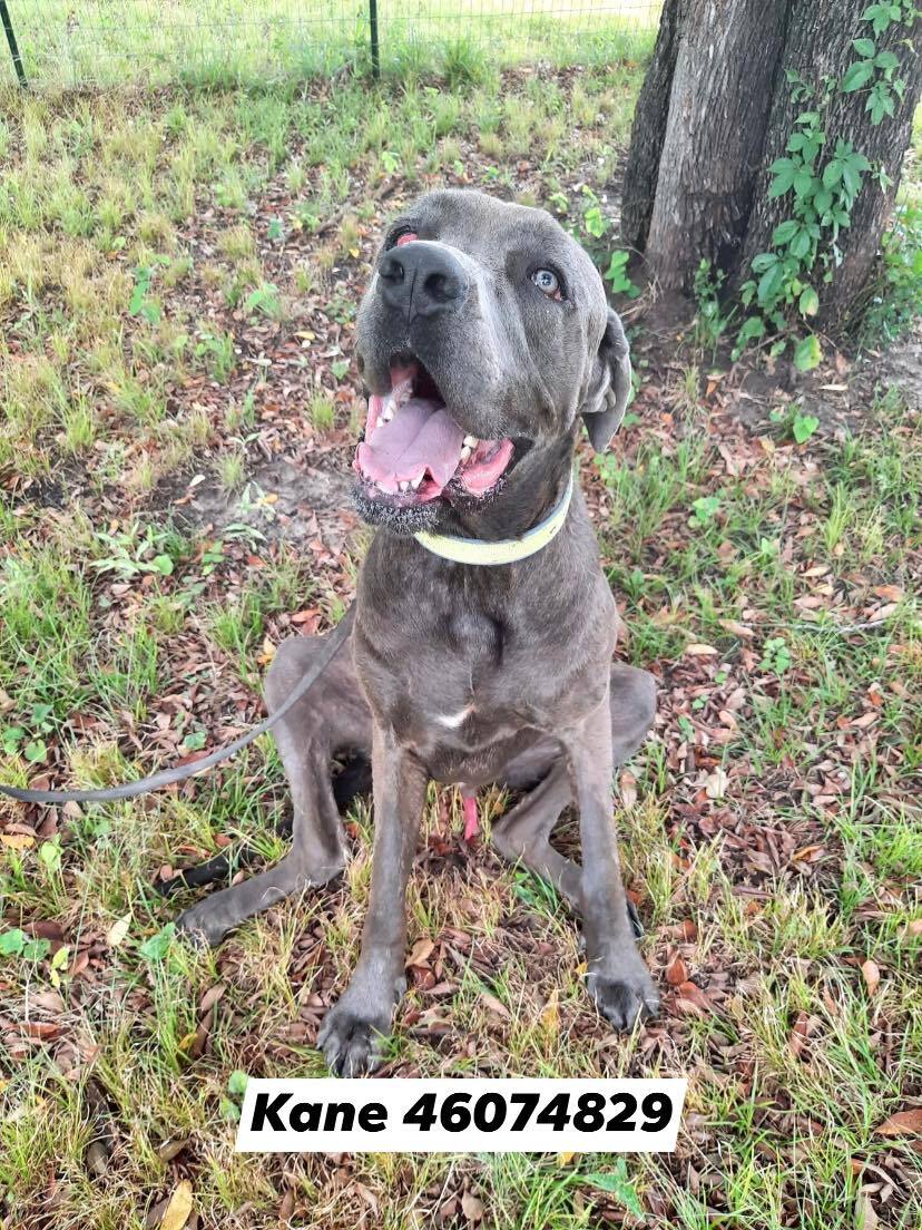 Kane, an adoptable Great Dane, Cane Corso in Fort Worth, TX, 76119 | Photo Image 1