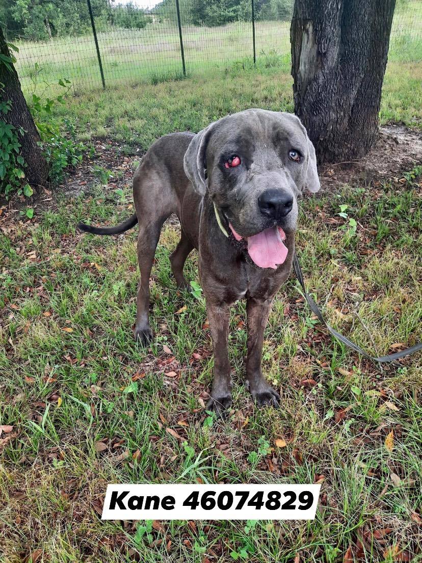 Kane, an adoptable Great Dane, Cane Corso in Fort Worth, TX, 76119 | Photo Image 4