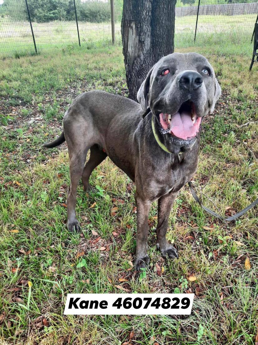 Kane, an adoptable Great Dane, Cane Corso in Fort Worth, TX, 76119 | Photo Image 5