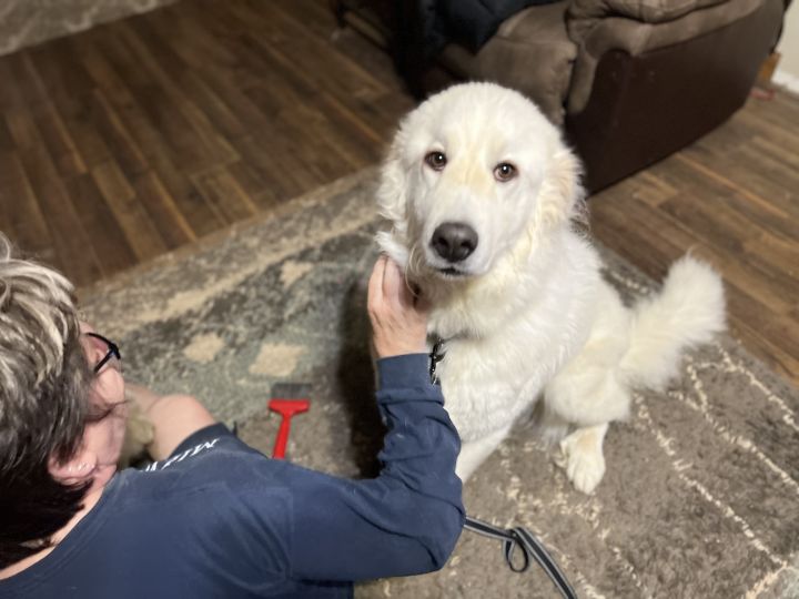 Rosie, an adopted Great Pyrenees in Neshkoro, WI_image-4