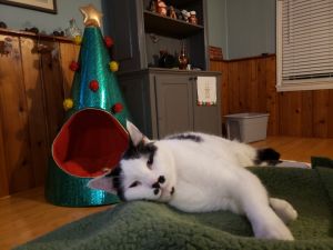 Balboa - URGENT Foster Needed