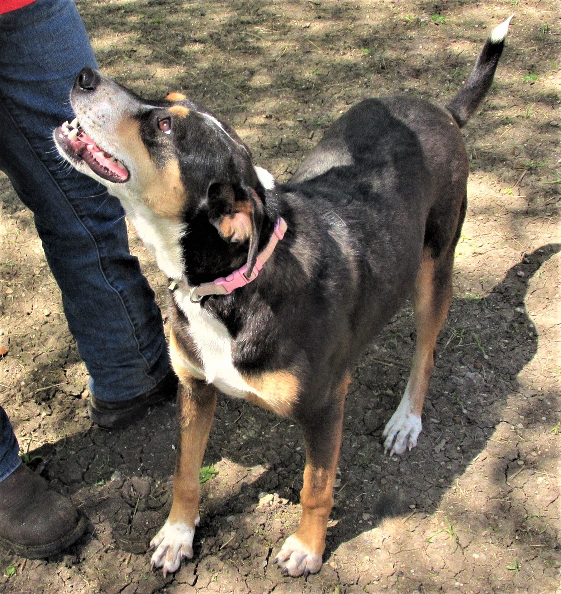 Rosemary, an adoptable Australian Cattle Dog / Blue Heeler, Catahoula Leopard Dog in Godley, TX, 76044 | Photo Image 3