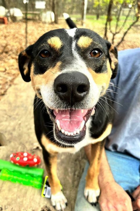 catahoula leopard dog blue heeler mix