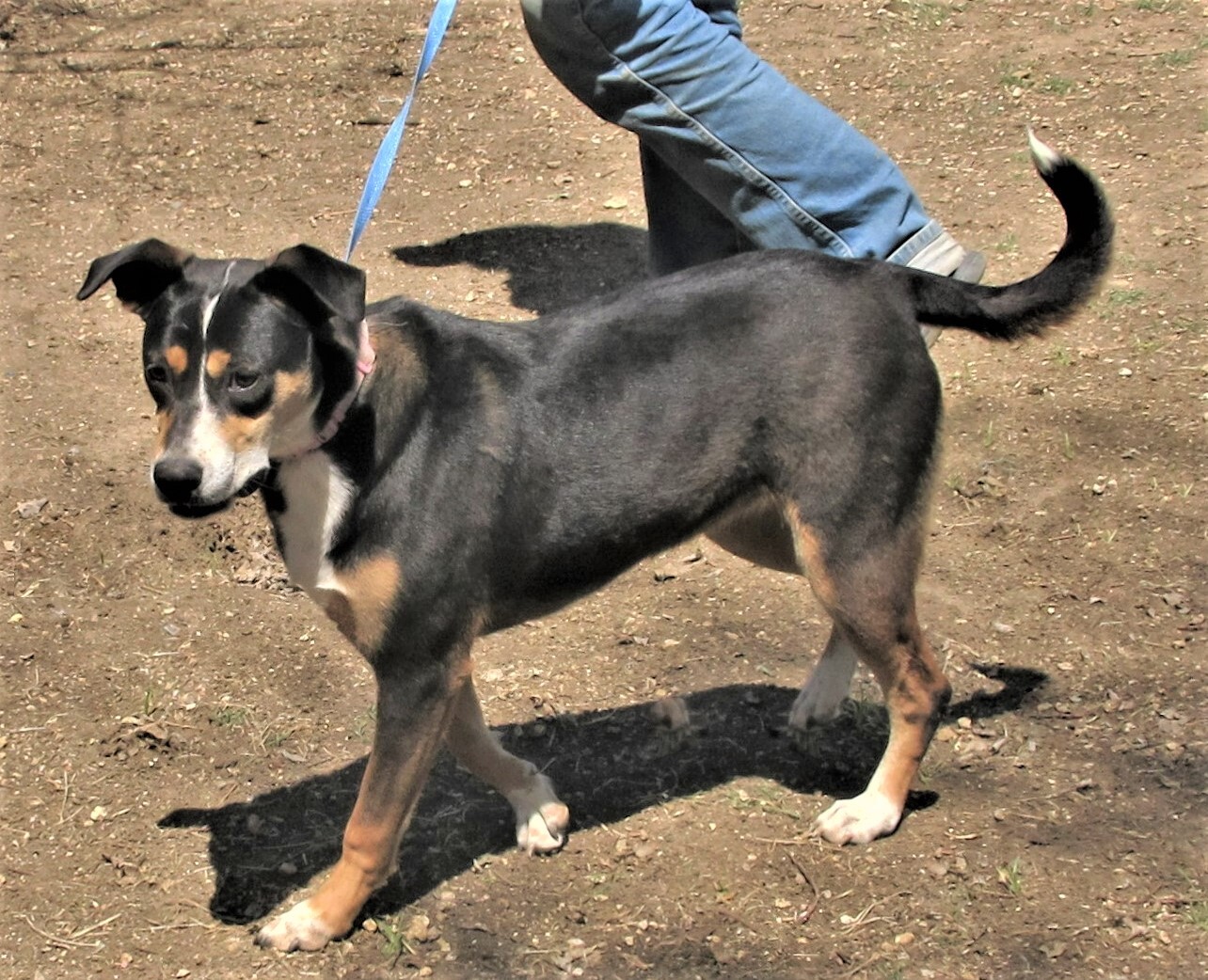 Rosemary, an adoptable Australian Cattle Dog / Blue Heeler, Catahoula Leopard Dog in Godley, TX, 76044 | Photo Image 4