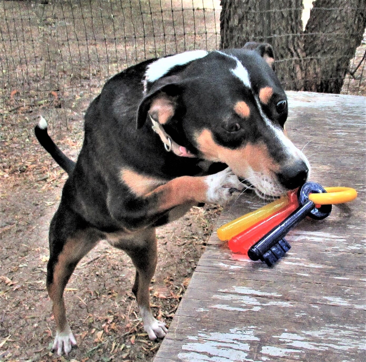 Rosemary, an adoptable Australian Cattle Dog / Blue Heeler, Catahoula Leopard Dog in Godley, TX, 76044 | Photo Image 5