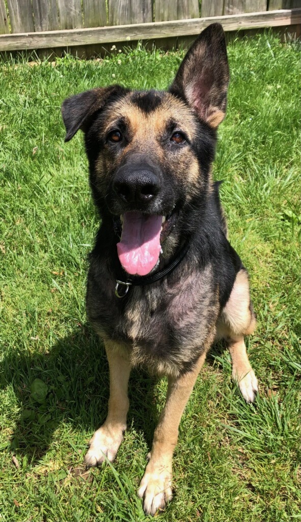 Adoptable Dogs Serendipity German Shepherd Dog Rescue