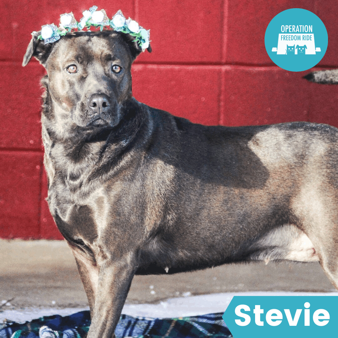 Stevie, an adoptable Mixed Breed in Rochester , NY, 14624 | Photo Image 1