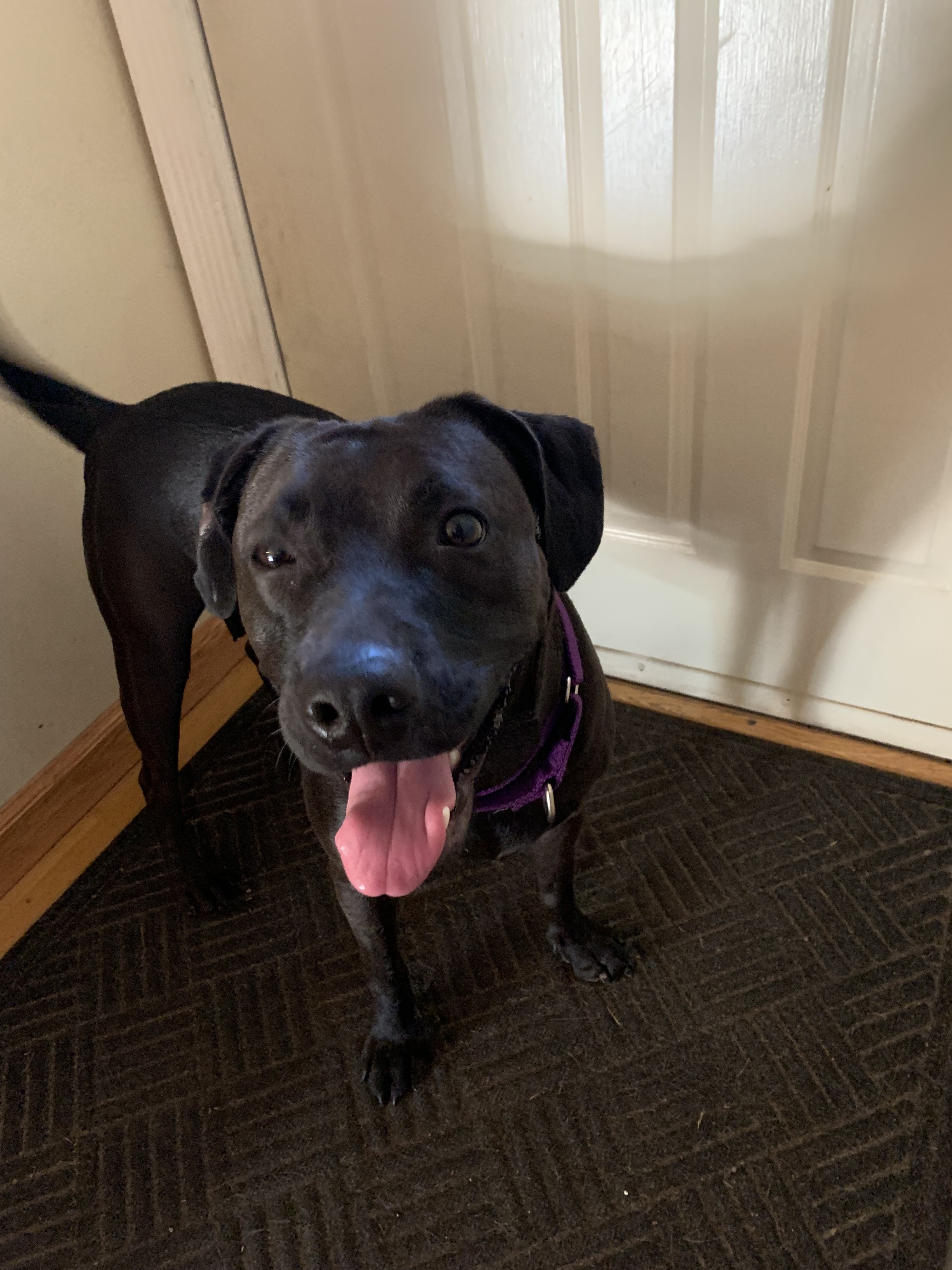 Stevie, an adoptable Mixed Breed in Rochester , NY, 14624 | Photo Image 3