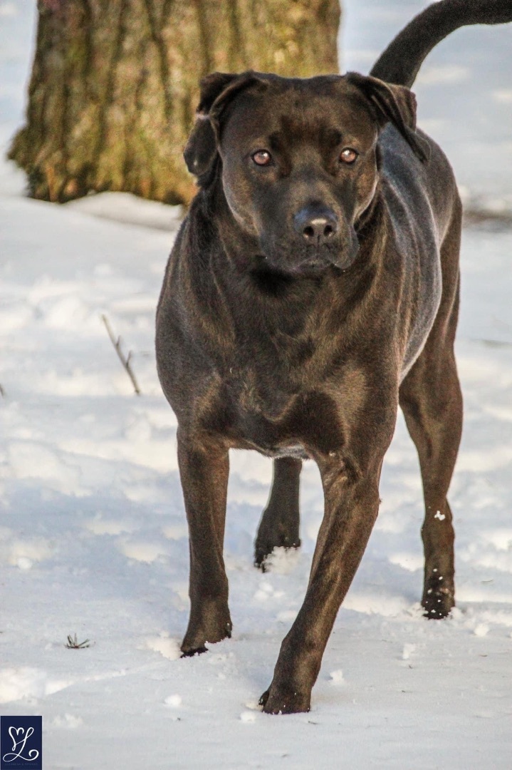 Stevie, an adoptable Mixed Breed in Rochester , NY, 14624 | Photo Image 5